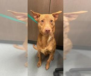 Doberman Pinscher-Unknown Mix Dogs for adoption in Baytown, TX, USA