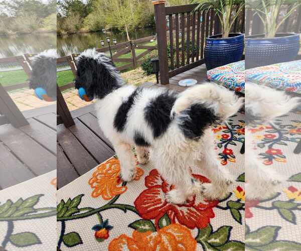 Medium Photo #4 Poodle (Standard) Puppy For Sale in Scottsboro, AL, USA