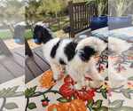 Small #3 Poodle (Standard)