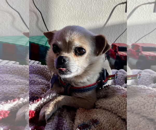 Medium Photo #3 Chihuahua-Unknown Mix Puppy For Sale in Bellevue, WA, USA