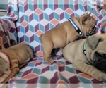 Small Photo #2 French Bulldog Puppy For Sale in RICHMOND, KY, USA