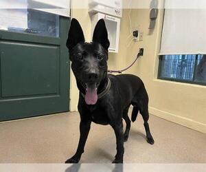 Collie-German Shepherd Dog Mix Dogs for adoption in Pasadena, CA, USA