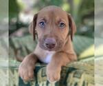 Small #7 Mutt