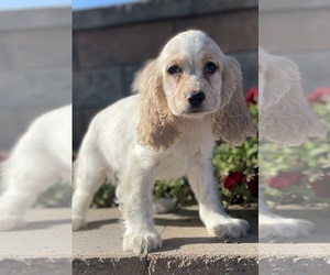 Cocker Spaniel Puppy for sale in CANOGA, NY, USA