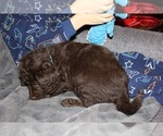 Small Photo #19 Labradoodle Puppy For Sale in JOPLIN, MO, USA