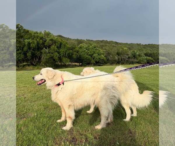 Medium Photo #2 Great Pyrenees Puppy For Sale in Dallas, TX, USA