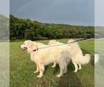 Small #1 Great Pyrenees