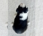 Small #2 Australian Shepherd