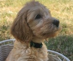 Small Photo #4 Doodle-Goldendoodle Mix Puppy For Sale in WACO, TX, USA