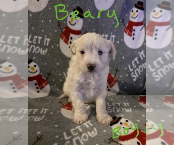 Medium Photo #29 Chizer Puppy For Sale in MONTEZUMA, GA, USA