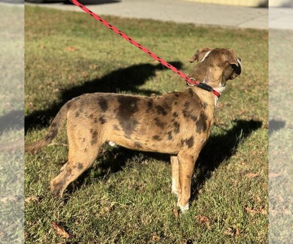 Medium Photo #4 Sheprador Puppy For Sale in Yardley, PA, USA