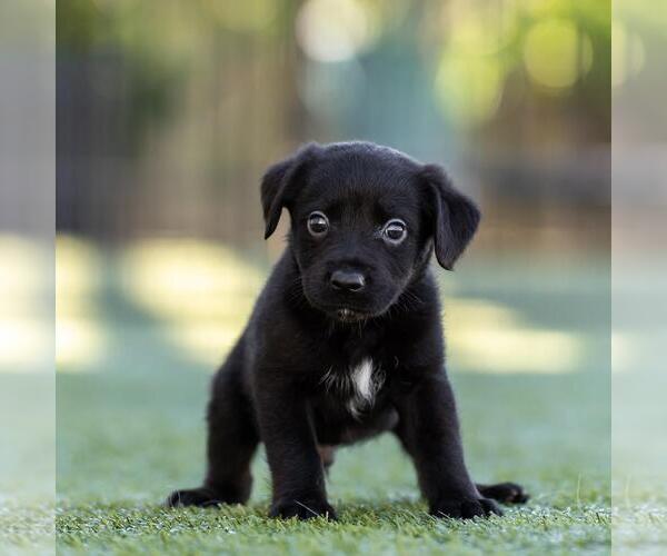 Medium Photo #4 Dachshund-Unknown Mix Puppy For Sale in San Diego, CA, USA