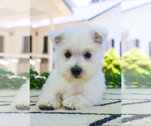 West Highland White Terrier Puppy for sale in SYRACUSE, IN, USA