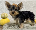 Small #7 Yorkshire Terrier