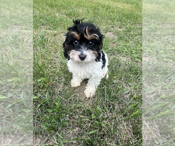 Medium Photo #42 Cavapoo-Poodle (Miniature) Mix Puppy For Sale in DURHAM, CT, USA