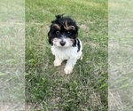 Small #41 Cavapoo-Poodle (Miniature) Mix