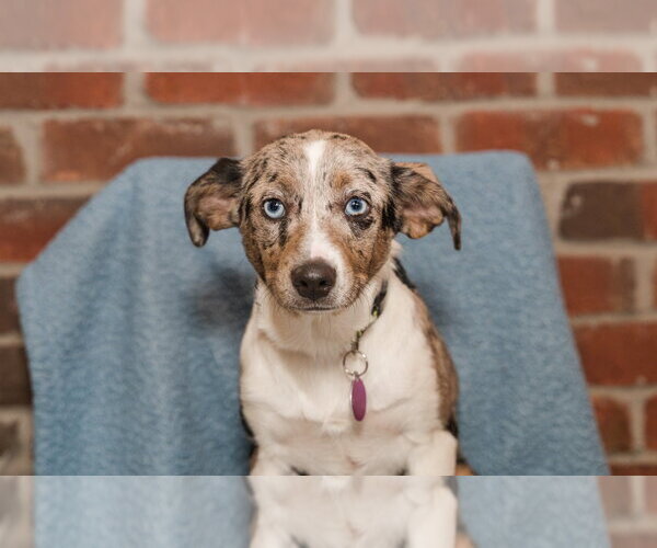 Medium Photo #2 Catahoula Leopard Dog-Labrador Retriever Mix Puppy For Sale in St. Louis Park, MN, USA