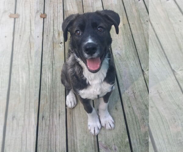 Medium Photo #1 Labrador Retriever-Unknown Mix Puppy For Sale in Murfreesboro, NC, USA