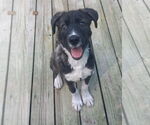 Small Labrador Retriever Mix