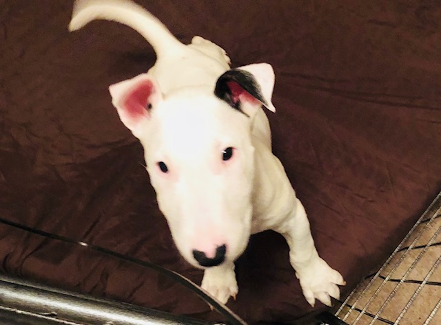View Ad Bull Terrier Puppy for Sale near Oklahoma, OKC