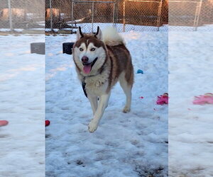 Siberian Husky Dogs for adoption in Hewitt, NJ, USA