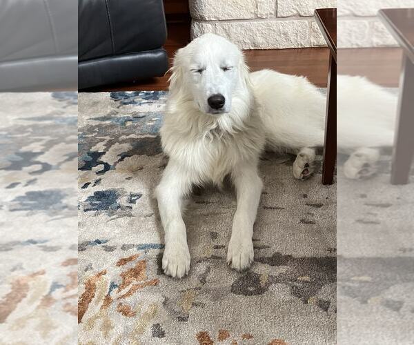 Medium Photo #5 Great Pyrenees Puppy For Sale in Spring, TX, USA
