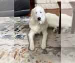 Small #4 Great Pyrenees