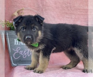 German Shepherd Dog Puppy for sale in LANCASTER, PA, USA