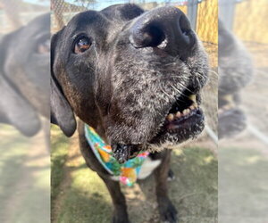 Finn - Male Presa Canario-Unknown Mix Dog for Adoption - Photo #2
