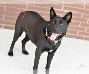 Dutch Shepherd -Labrador Retriever Mix Dogs for adoption in The Woodlands, TX, USA
