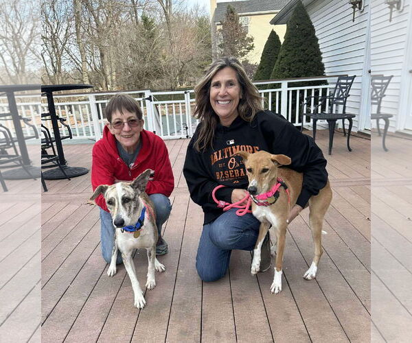 Medium Photo #4 Greyhound Puppy For Sale in Cherry Hill, NJ, USA