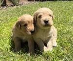 Image preview for Ad Listing. Nickname: Litter of 2