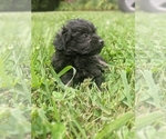 Small #4 Poodle (Toy)-Yorkshire Terrier Mix