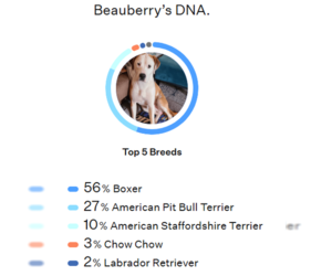 Beau - Male Bullboxer Pit Dog for Adoption - Photo #11