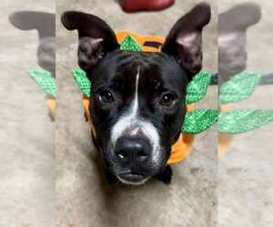 Mutt Dogs for adoption in Abbeville, LA, USA