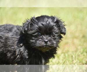Shih Aussie Puppy for sale in PALM COAST, FL, USA