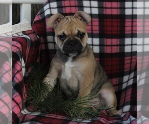 French Bulldog Puppy for sale in STEVENS, PA, USA