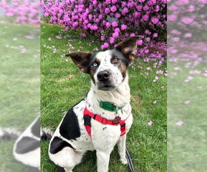 Aussiedor Dogs for adoption in Wakefield, RI, USA