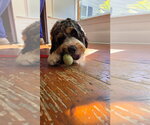 Small Photo #2 Bernese Mountain Dog-Unknown Mix Puppy For Sale in Oakhurst, NJ, USA