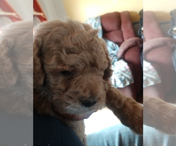 Medium Photo #2 Poodle (Miniature) Puppy For Sale in MORRISONVILLE, NY, USA