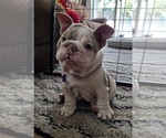 Small #21 English Bulldog