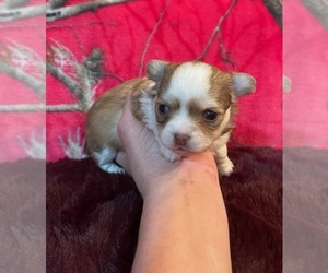 Chihuahua Puppy for sale in TWINING, MI, USA