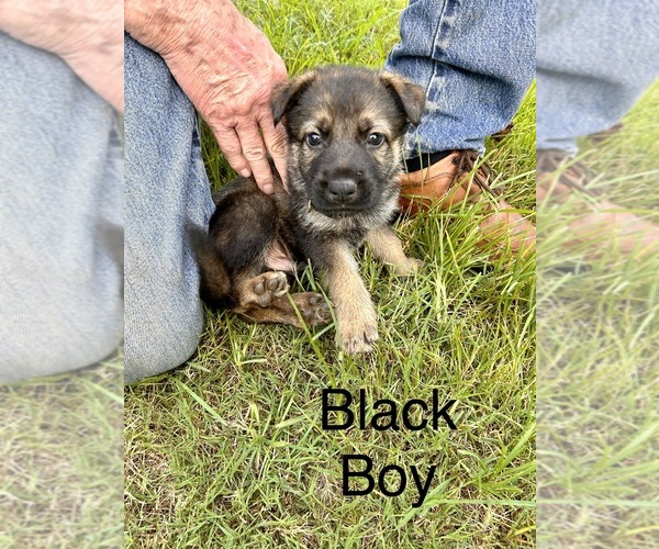 Medium Photo #5 German Shepherd Dog Puppy For Sale in SENECA, SC, USA