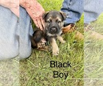 Small Photo #5 German Shepherd Dog Puppy For Sale in SENECA, SC, USA