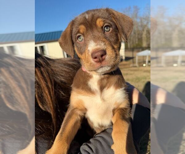 Medium Photo #5 Australian Shepherd-Unknown Mix Puppy For Sale in Pacolet, SC, USA