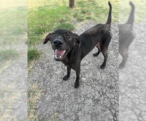 Labrador Retriever-Unknown Mix Dogs for adoption in Corpus Christi, TX, USA