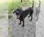 Small Labrador Retriever Mix