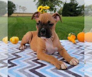 Boxer Puppy for sale in ARTHUR, IL, USA