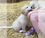 Puppy 1 Golden Retriever-Samoyed Mix