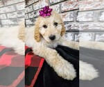 Puppy Puppy 4 Goldendoodle